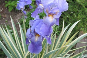 Iris pallida 'Aureo Variegata'